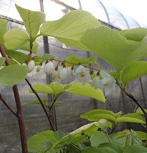 Amazon | 白雲木 ハクウンボク | 植木